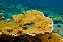 Acropora palmata