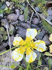 Ranunculus