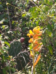 Dichromanthus aurantiacus