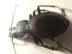 Carabus problematicus