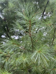 Pinus strobus