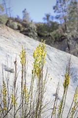 Solidago guiradonis