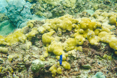 Microspathodon chrysurus