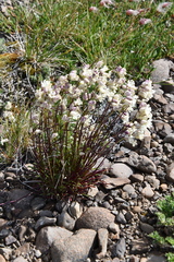 Silene paucifolia