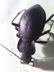 Carabus problematicus