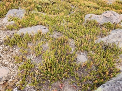 Phyllodoce glanduliflora