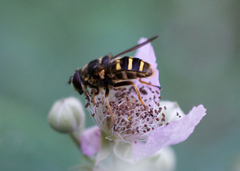 Sericomyia chalcopyga