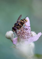 Sericomyia chalcopyga