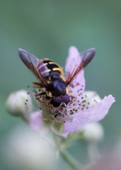 Sericomyia chalcopyga