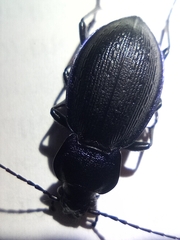 Carabus problematicus