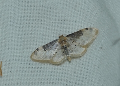 Idaea filicata