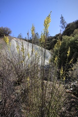 Solidago guiradonis