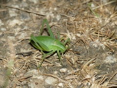 Isophya pyrenaea