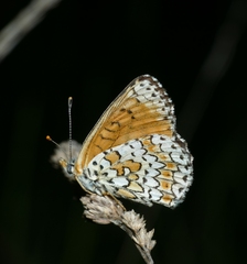 Melitaea cinxia