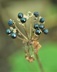 Allium tricoccum