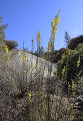 Solidago guiradonis
