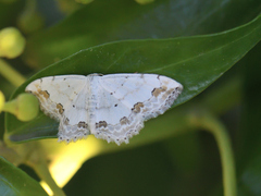 Scopula ornata