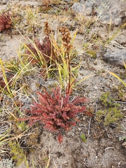 Pedicularis ornithorhynchos