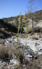 Solidago guiradonis