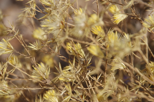 Image of Pegolettia senegalensis by (c) Tony Rebelo, some rights reserved (CC BY-SA)