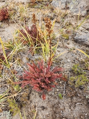 Pedicularis ornithorhynchos