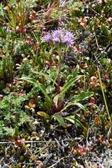 Saussurea tilesii