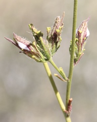 Cordylanthus rigidus rigidus