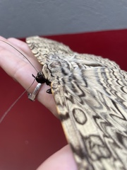 Thysania agrippina
