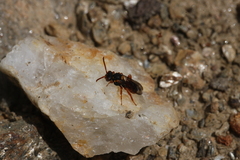 Nomada bifasciata