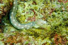 Myrichthys breviceps