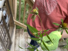 Bidens frondosa