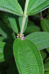 Miconia rubra