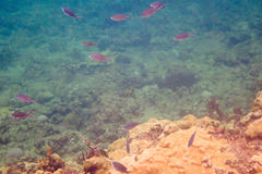 Azurina multilineata