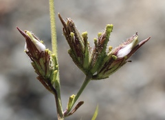 Cordylanthus rigidus rigidus