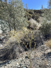 Cordylanthus rigidus rigidus