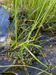 Festuca rubra