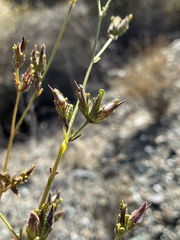 Cordylanthus rigidus rigidus