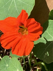 Tropaeolum