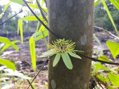 Passiflora rovirosae