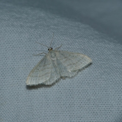 Idaea subsericeata