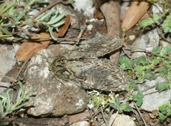 Peridea anceps