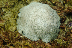 Colpophyllia natans
