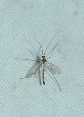 Sciaroidea