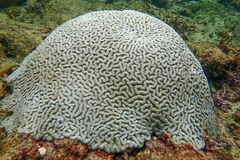 Colpophyllia natans