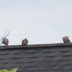 Zenaida macroura carolinensis