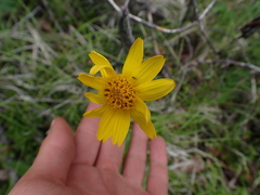 Arnica