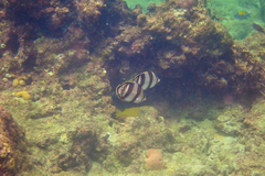 Chaetodon striatus