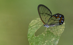 Pseudohaetera hypaesia