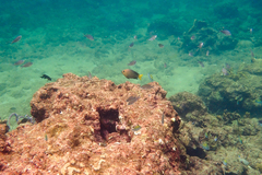 Microspathodon chrysurus