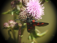 Zygaena lonicerae